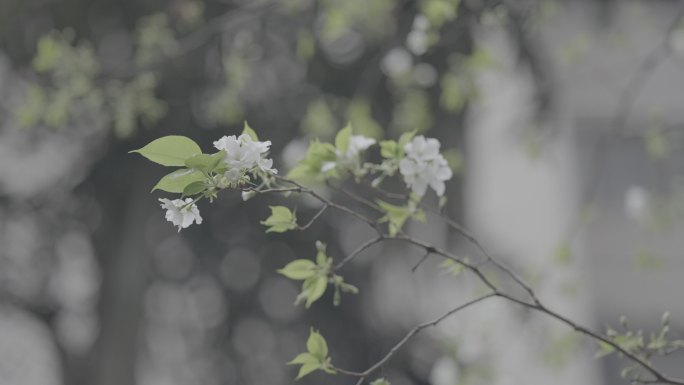 花朵 空镜头 唯美 意境 阳光 灰片