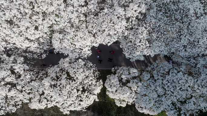 济南百花公园白玉兰