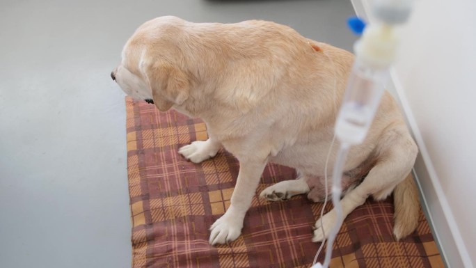 黄色拉布拉多猎犬为肾衰竭犬进行皮下滴注，滴液分散。概念疾病和兽医诊所。
