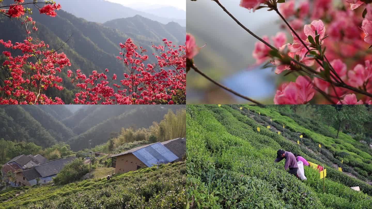 高山映山红盛开高山采茶高山茶茶农