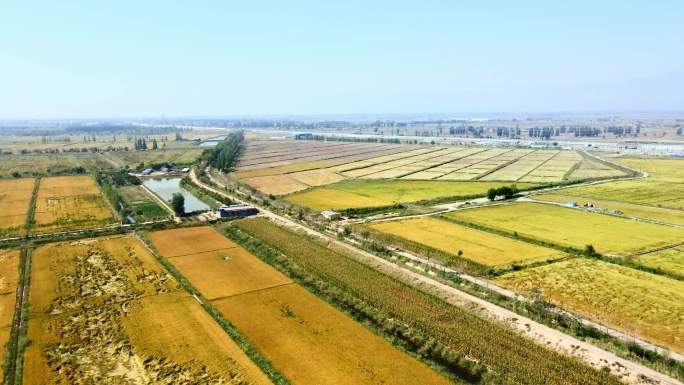 金色稻田平原大地航拍