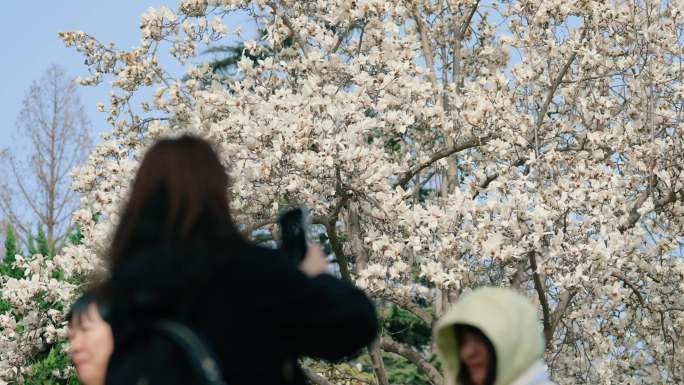 航拍公园春天盛开的玉兰花