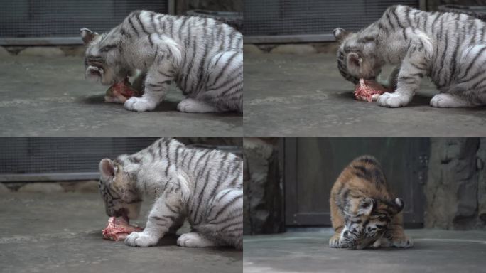 小老虎吃饭