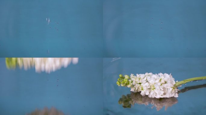 一朵鲜花掉落在水中