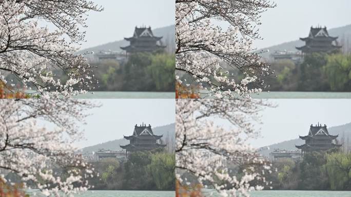 襄阳古城春天白色樱花绽放城市风光自然风景