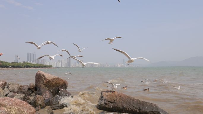 海鸥在海边盘旋飞翔