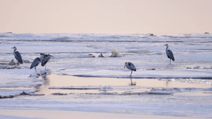 白鹭在冰面觅食