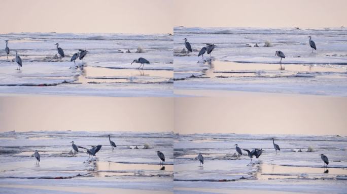 白鹭在冰面觅食