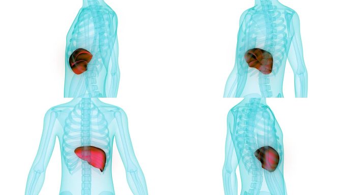 人体内部消化器官肝脏解剖动画概念
