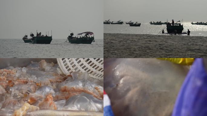 海蜇捕捞