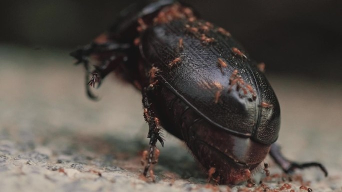 红蚂蚁攻击黑甲虫