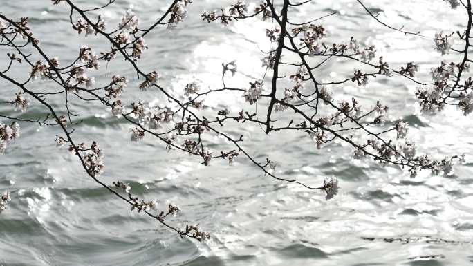 春天白色樱花绽放自然风光