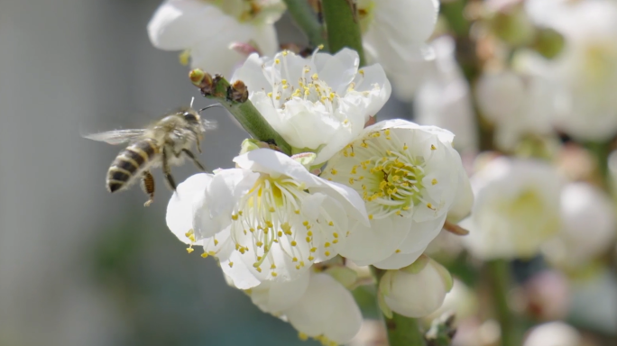 春天蜜蜂采蜜鲜花蜜蜂微距蜜蜂慢镜头阳光
