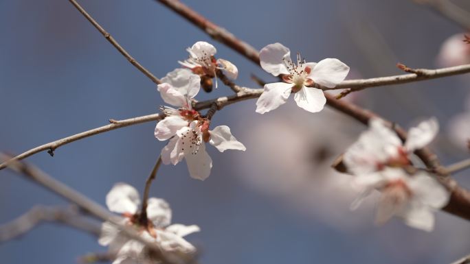 春天 桃花开