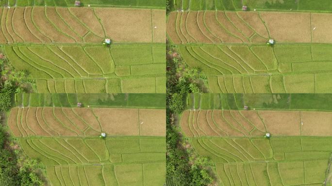 无人机拍摄的印尼巴厘岛登巴萨附近的金黄色水稻梯田格局
