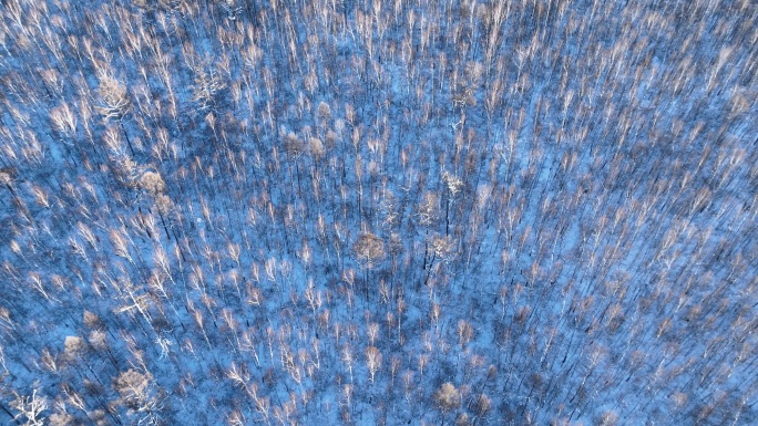 鸟瞰蓝色雪原白桦林