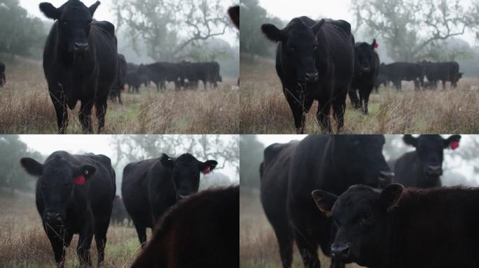 露天牧场浓雾中的黑安格斯牛群特写