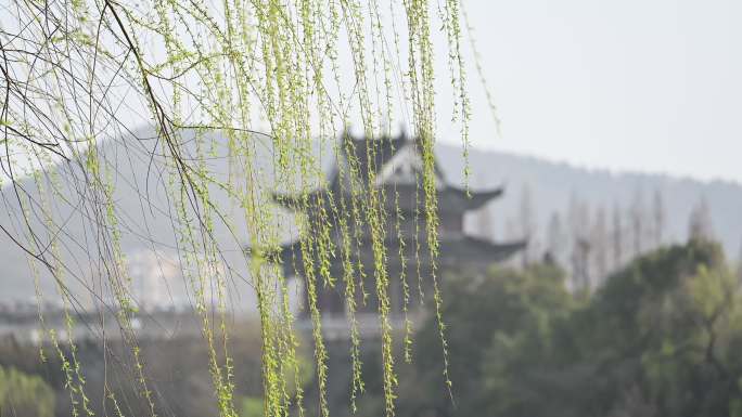 襄阳古城春天翠柳树垂柳条城市风光自然风景