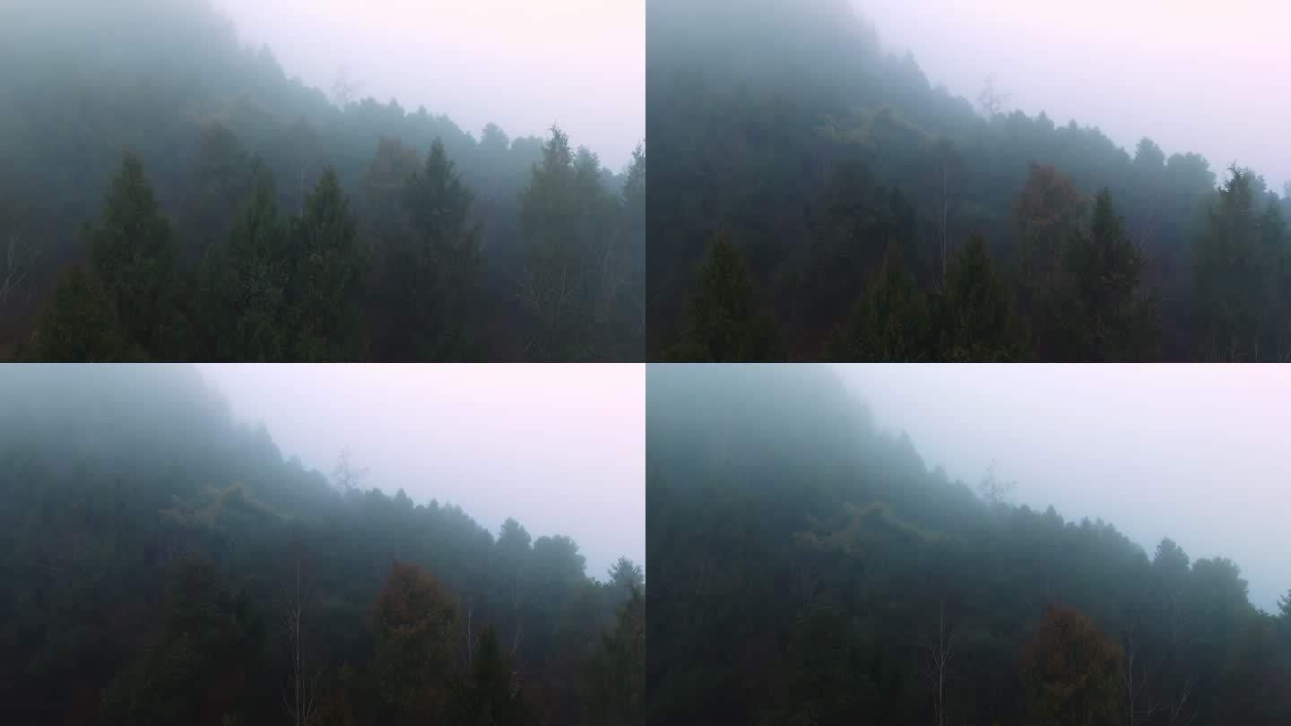 神秘感森林薄雾