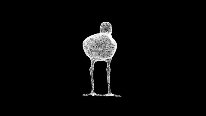 3D Wagtail在黑色背景上旋转。野鸟概念。一只美丽的鸟。商业广告背景。用于标题，文本，演示。3