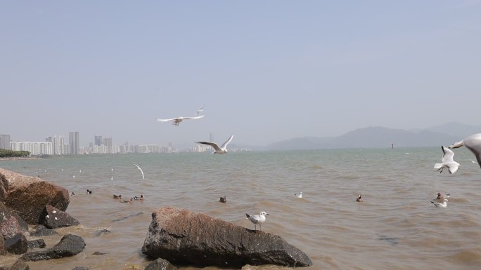 海鸥在海边盘旋飞翔