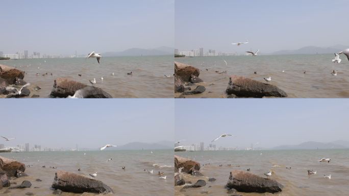 海鸥在海边盘旋飞翔