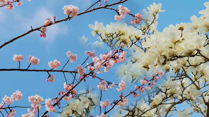 春天春分樱花玉兰花多种花卉