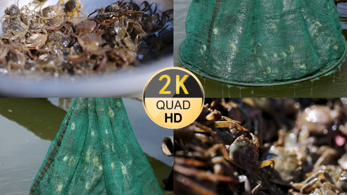 螃蟹幼苗螃蟹苗小螃蟹