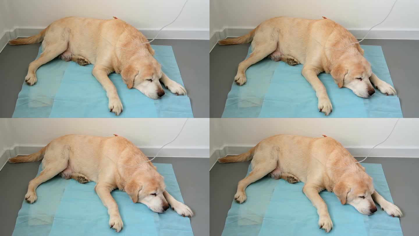兽医诊所，一只黄色拉布拉多猎犬躺在蓝色医用尿布上，正在为肾衰竭的狗进行皮下点滴注射。疾病和兽医诊所的