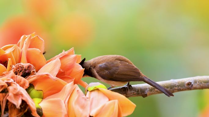 木棉花上的鸟、红耳鹎