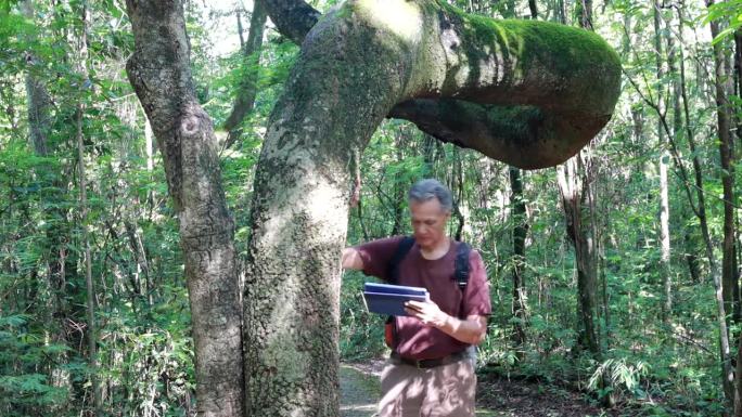 生物学家正在检查凤仙树弯曲的树干