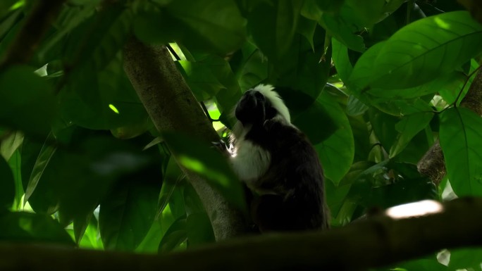 棉顶绢毛猴(俄狄浦斯绢毛猴)，一种小的新大陆猴