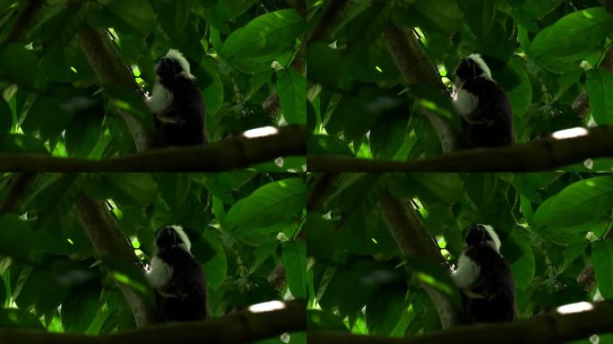 棉顶绢毛猴(俄狄浦斯绢毛猴)，一种小的新大陆猴