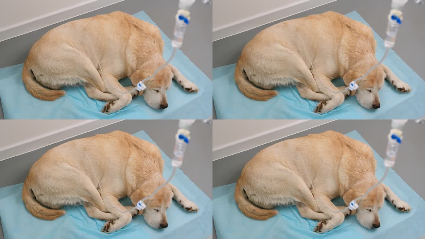 黄色拉布拉多猎犬正在为肾衰竭的狗进行皮下滴注，并在蓝色医用尿布上睡觉，滴液分散。疾病和兽医诊所的概念