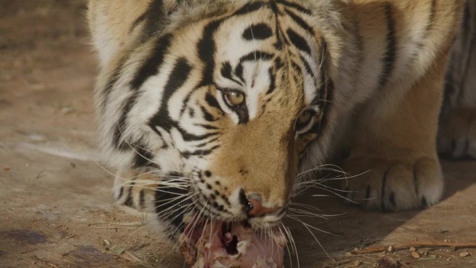 巨大的老虎慢镜头进食