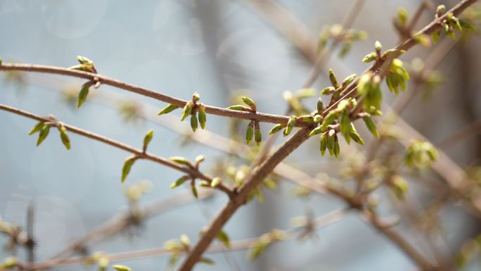 连翘 春天 树木 发芽