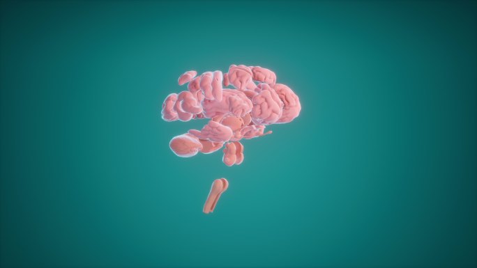 高清医学大脑 大脑解剖 动画2
