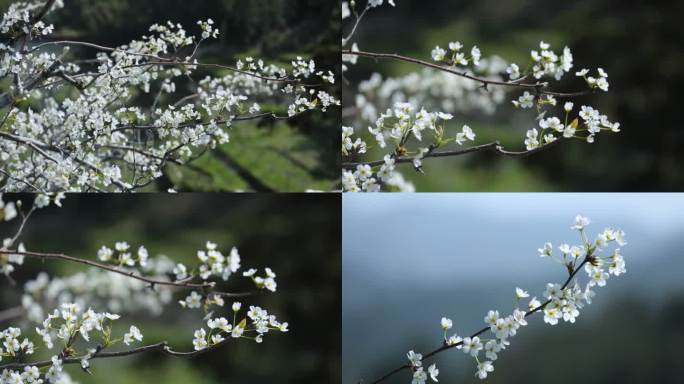 千树万树梨花开春天梨花特写