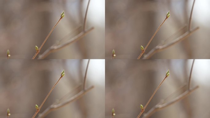 春天 树木 发芽