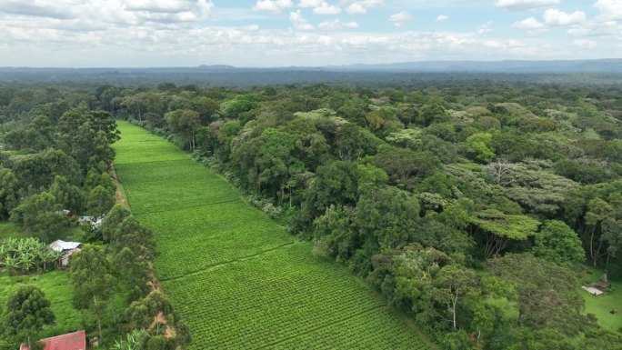 无人机拍摄的肯尼亚西部卡卡梅加森林内的茶园。