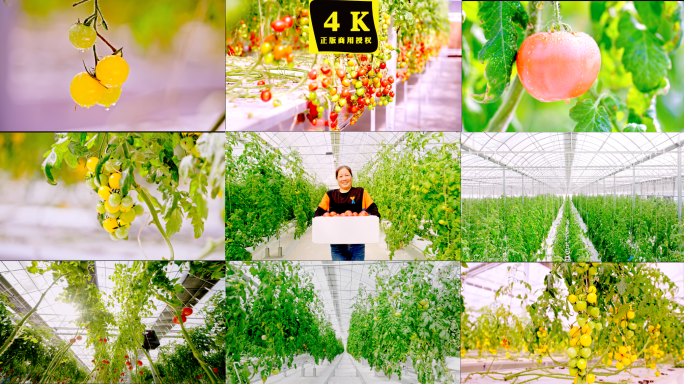 农业温室科技种植蔬菜智慧大棚圣女果 蔬菜