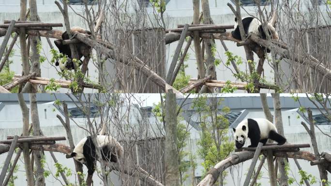 成都熊猫基地大熊猫大毛