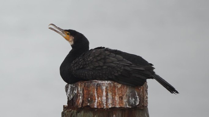 一只大鸬鹚(Phalacrocorax carbo)，被称为黑毛或卡瓦乌坐在杆子上