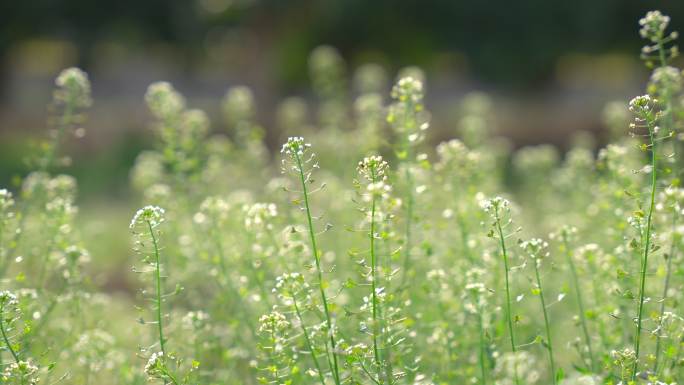 荠菜花野荠菜野花