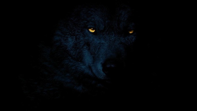 狼在黑暗中用明亮的眼睛咆哮