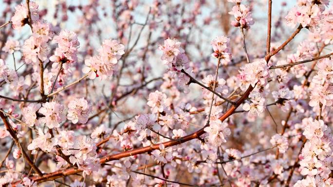 山桃花