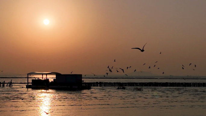 长江巢湖河流自然生态湿地日出水鸟觅食