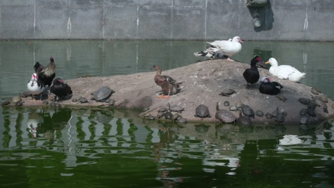 空境水池动物