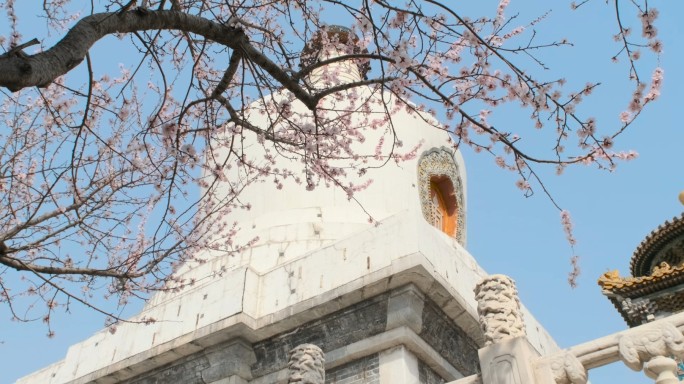 北京北海公园白塔山桃花盛开