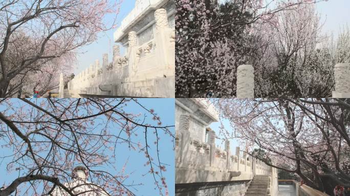 北京北海公园白塔山桃花盛开